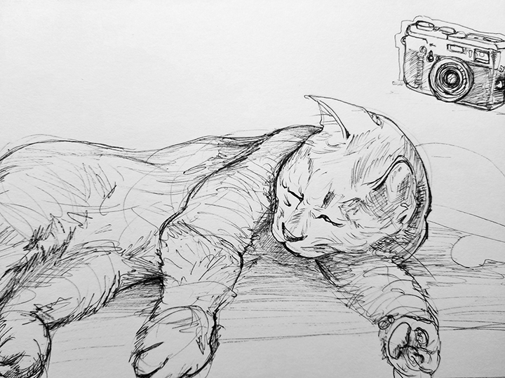 Cat Sketch